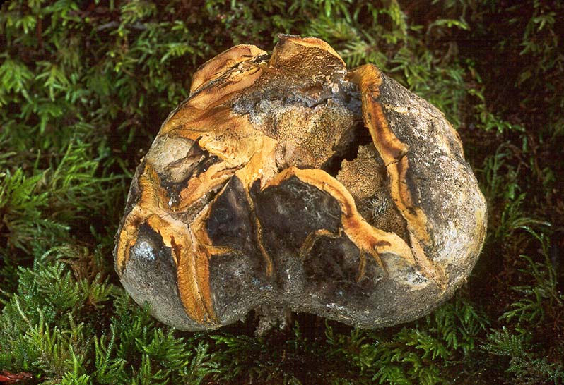 Scleroderma polyrhizum